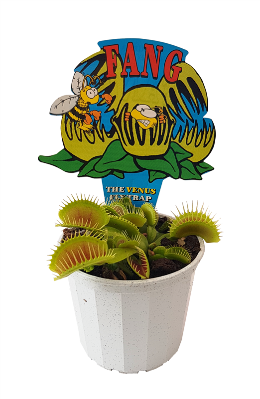 70mm Venus Flytrap - Bunnings Fly Trap Plant (800x800), Png Download