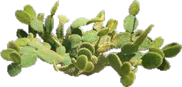 Product Item - Prickly Pear Top View (600x600), Png Download