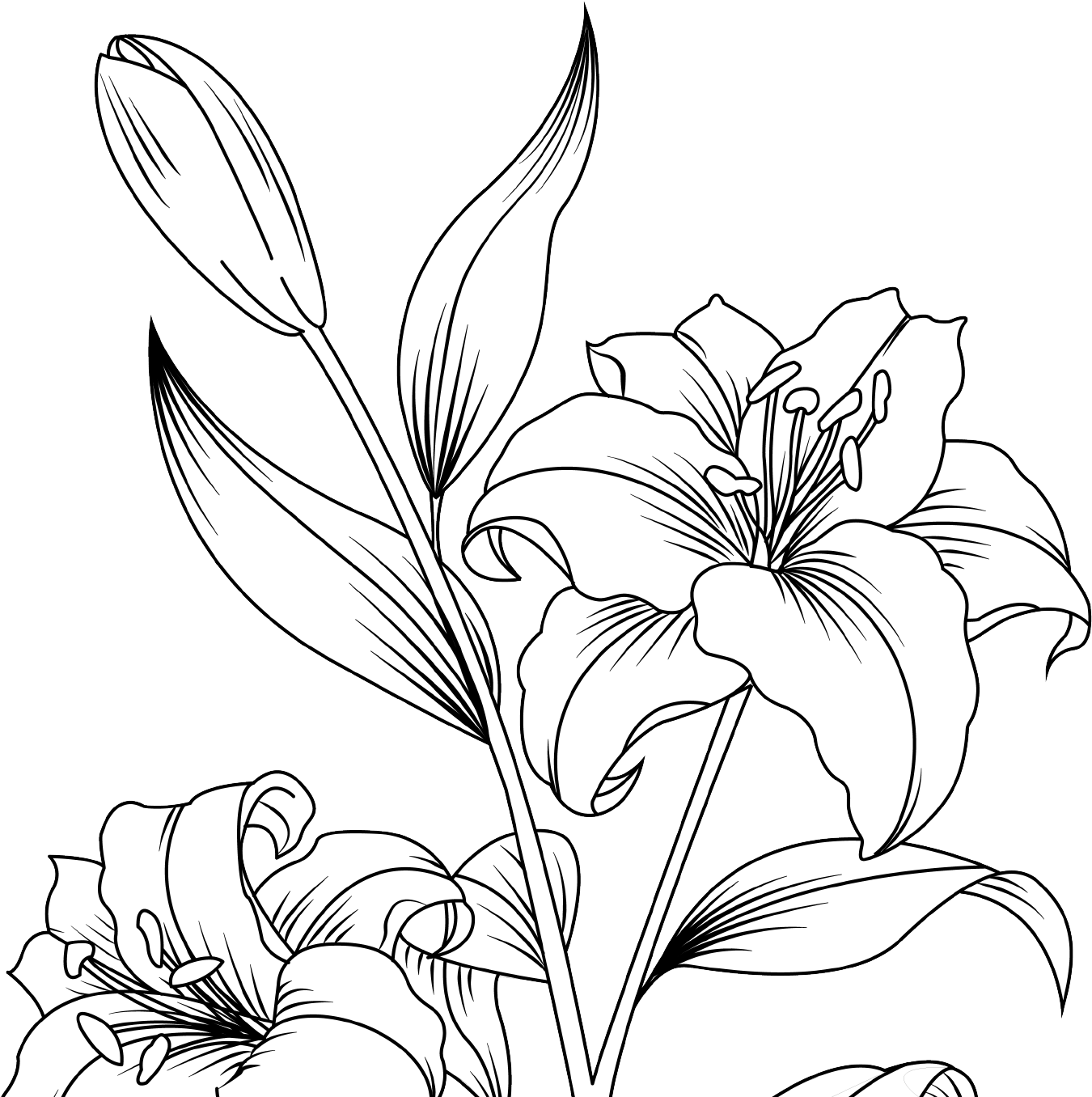 Stargazer Lily (1356x1356), Png Download