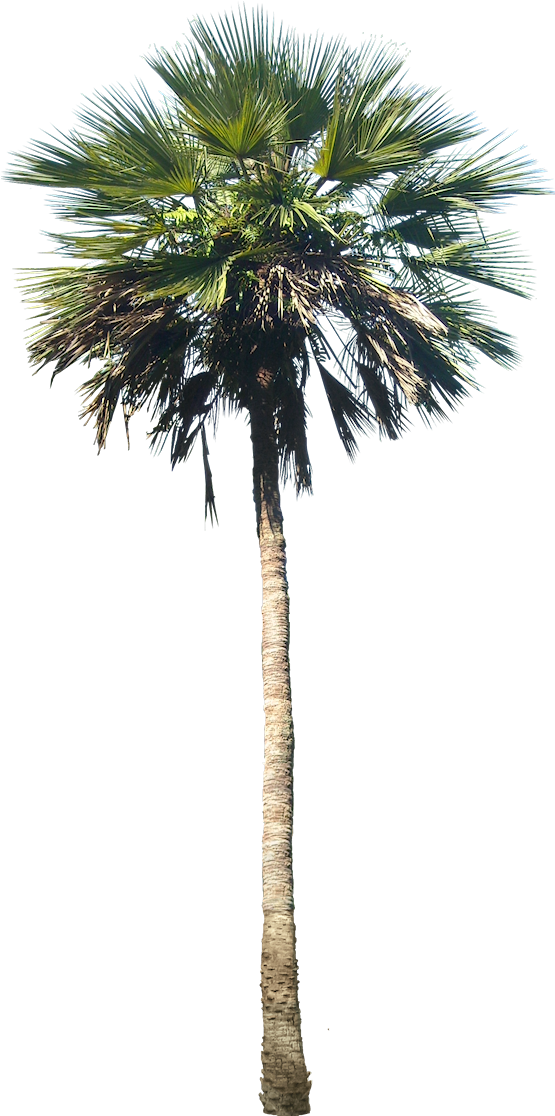 Washingtonia Palm Tree - Phoenix Palm Tree (577x1123), Png Download