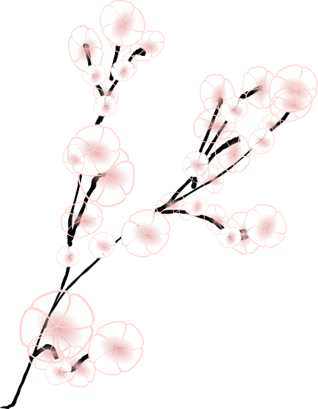 Cherry Blossom (462x593), Png Download