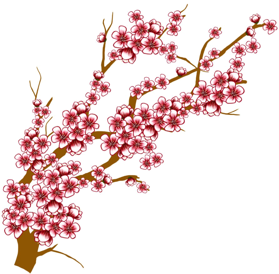 Japanese Flowering Cherry Transparent Background - Cherry Blossoms Branch Drawing (894x894), Png Download