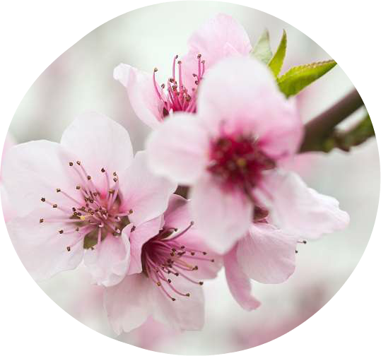 Spring Blossoms Flowers Branch Photo Editor - Fotomurales Flor De Cerezo (539x504), Png Download