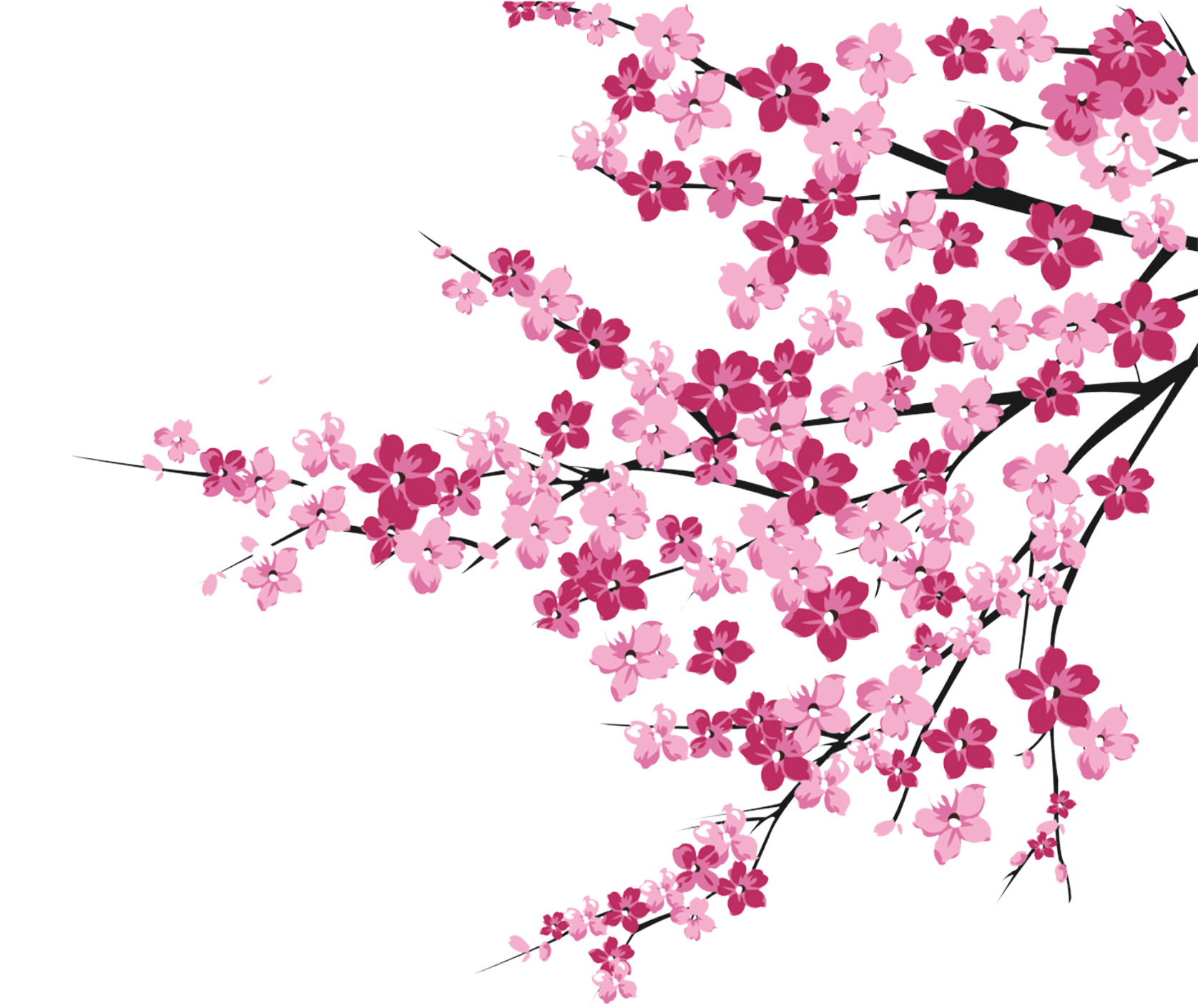 Cherry Blossom Tree Branch Png - Flores De Cerezo Png (1674x1603), Png Download