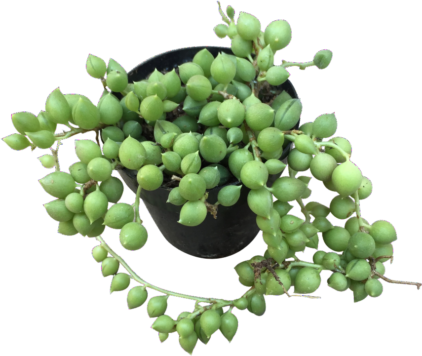 String Of Pearls - String-of-pearls (865x865), Png Download