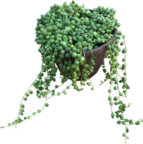 String-of-pearls (600x600), Png Download