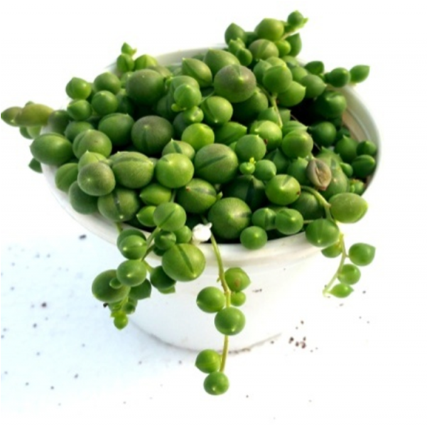 String Of Pearls Houseplant Succulent - Succulent Plant (600x770), Png Download
