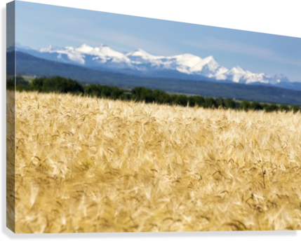 Golden With A Row - Posterazzi Golden Barley Field With A Row Untains In (429x344), Png Download