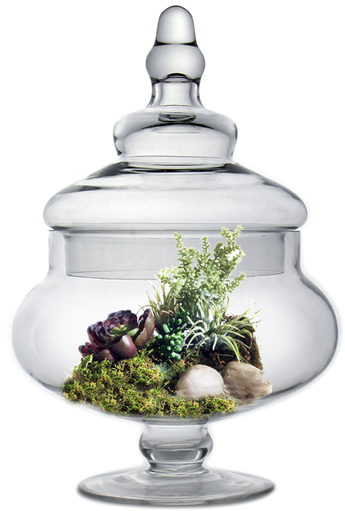 Glass Apothecary Jar H-10" Body - D & W Silks Easter Grass, Echeveria (800x800), Png Download
