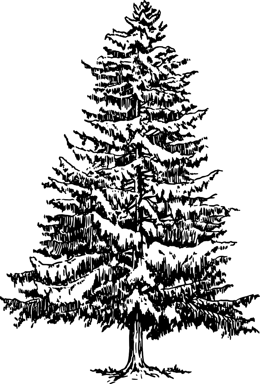 How To Draw A Christmas Tree - Pine Tree Black And White (866x1280), Png Download
