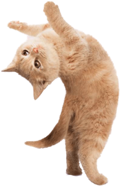 1 166 - Happy Beautiful Cat (600x450), Png Download