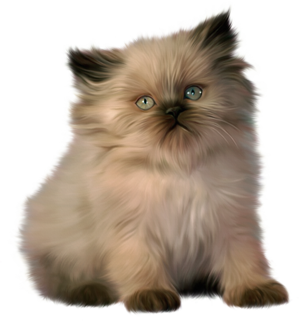 Tube Chat - Ragdoll Cat Clipart (600x644), Png Download