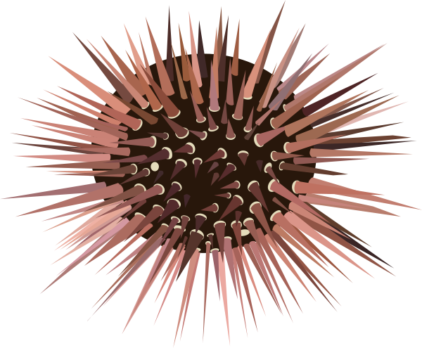 Sea Urchin Clipart Png (600x495), Png Download