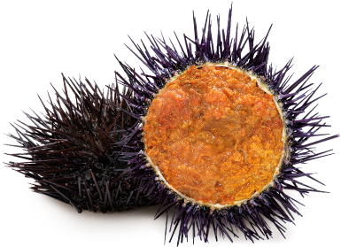 Sea Urchin - Erizo De Mar Png (480x320), Png Download