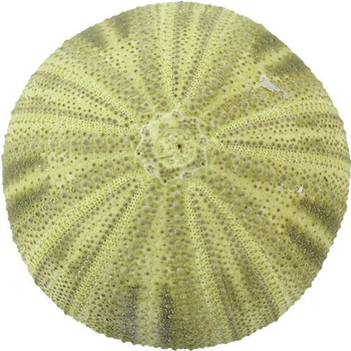 Sea Urchin Green Png (576x576), Png Download