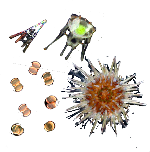 Sea Urchin - Metamorfosis Erizo De Mar (500x500), Png Download