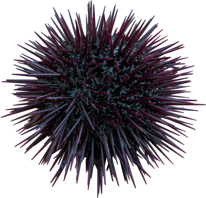 Developing Flexible And Customised Solutions - Quince (721x698), Png Download