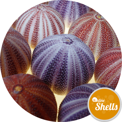 Sea Urchin Cornish Carnival 10-12cm - Seashell (395x395), Png Download