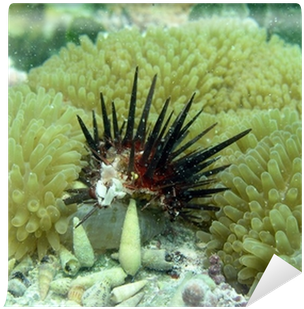 Marine Biology (400x400), Png Download