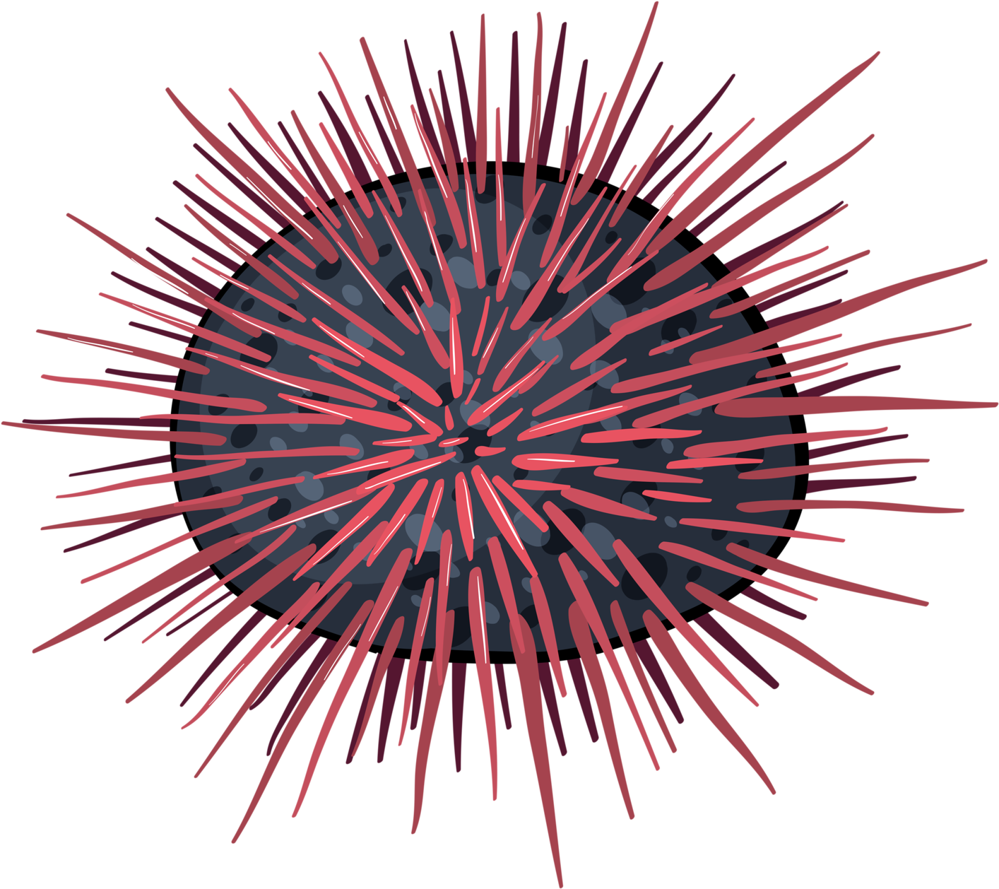 At Getdrawings Com Free For Personal Use - Transparent Sea Urchin Icon (1600x1440), Png Download