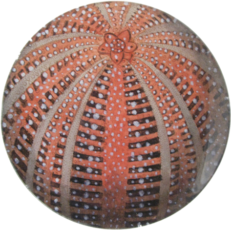 Red Sea Urchin (500x500), Png Download