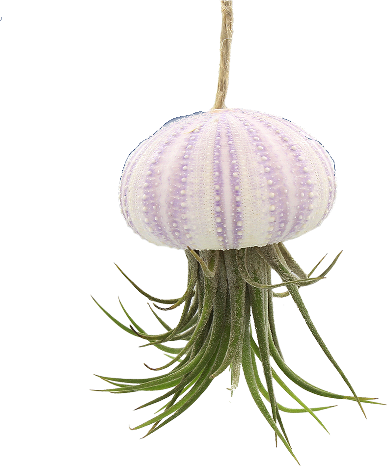Hanging Pink Sea Urchin Jellyfish With Live Tillandsia - Sea Urchin Hanging Jellyfish With Live Tillandsia Air (1000x1000), Png Download
