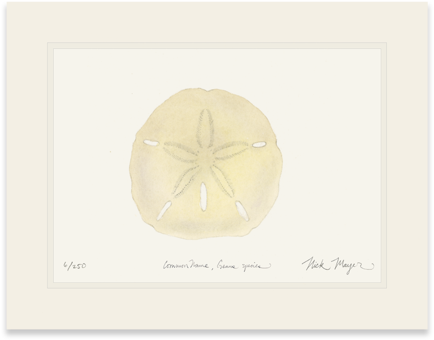 Ivory Sand Dollar - Library (1024x855), Png Download