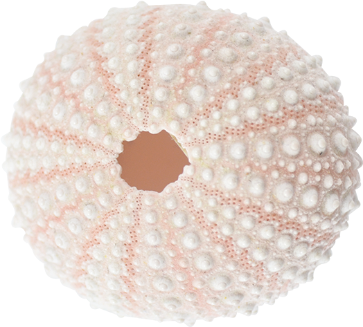 Sea Urchin Pink 1 2" - Bead (576x576), Png Download