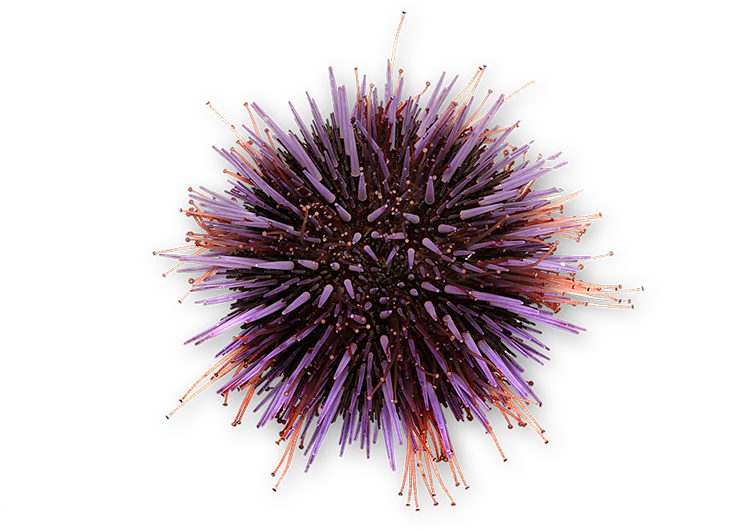 Purple Urchin - Sketch (800x533), Png Download