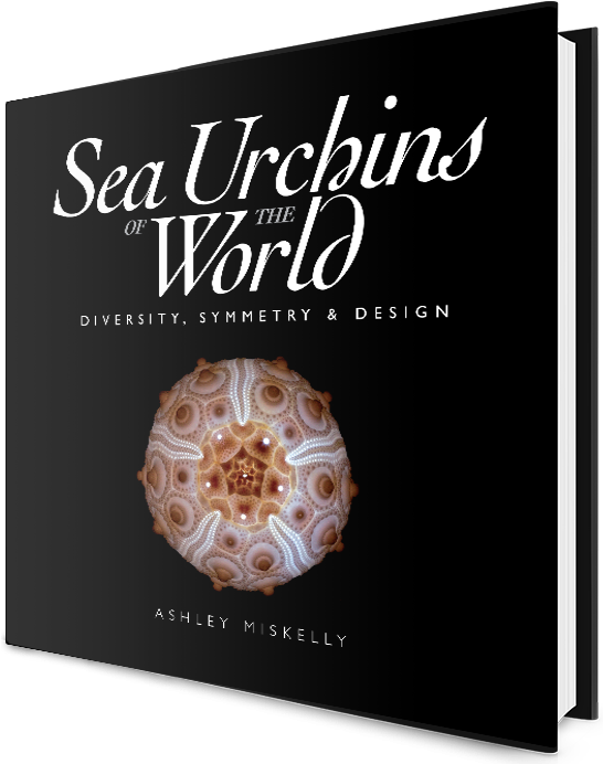 Sea Urchins Of The World - Sea Urchins Of The World: Diversity, Symmetry (545x701), Png Download