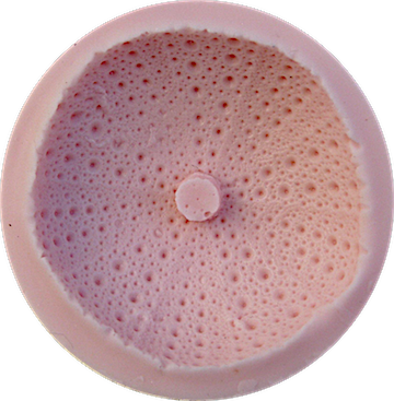 Sea Urchin - Circle (360x367), Png Download