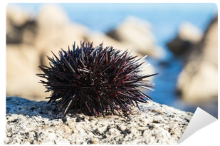 Sea Urchin (400x400), Png Download