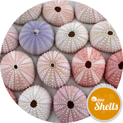 Sea Urchin Pink - Sea Urchin (395x395), Png Download