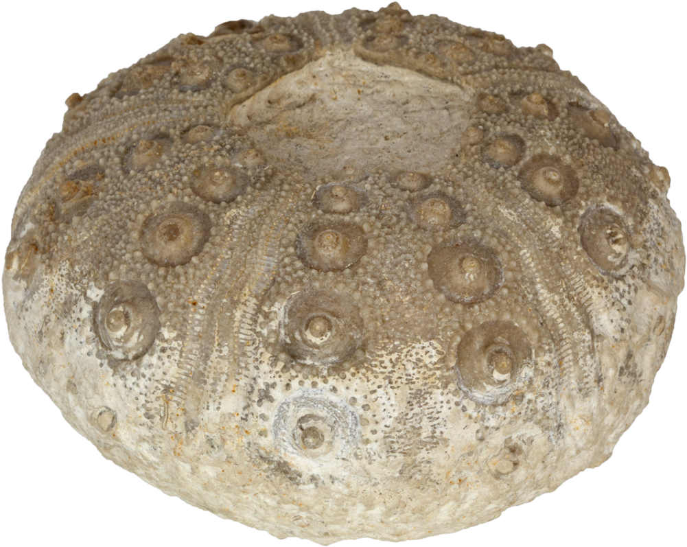 “rhabdocidaris Nobilis” Sea Urchin - Marine Invertebrates (1024x1024), Png Download