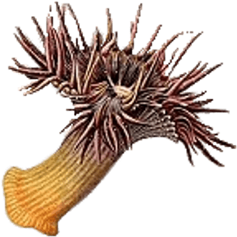 Transparent Background Sea Anemone (400x400), Png Download