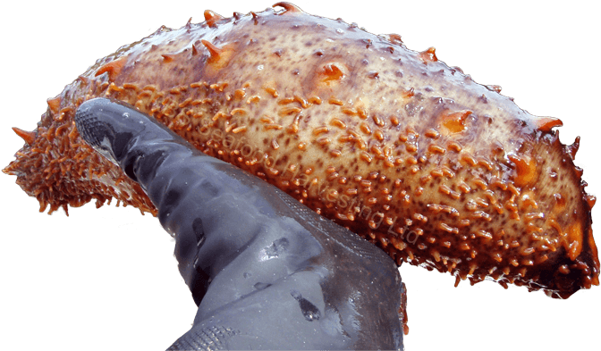Sea Cucumbers - Food (753x414), Png Download