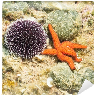 Sea Urchin And Starfish On The Sea Bed Wall Mural • - Estrellas De Mar Y Erizos (400x400), Png Download
