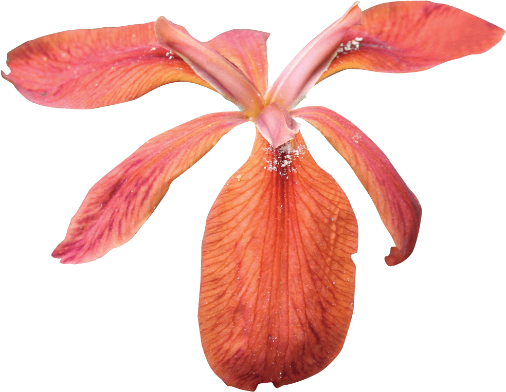 Flowers - Iris (1023x817), Png Download
