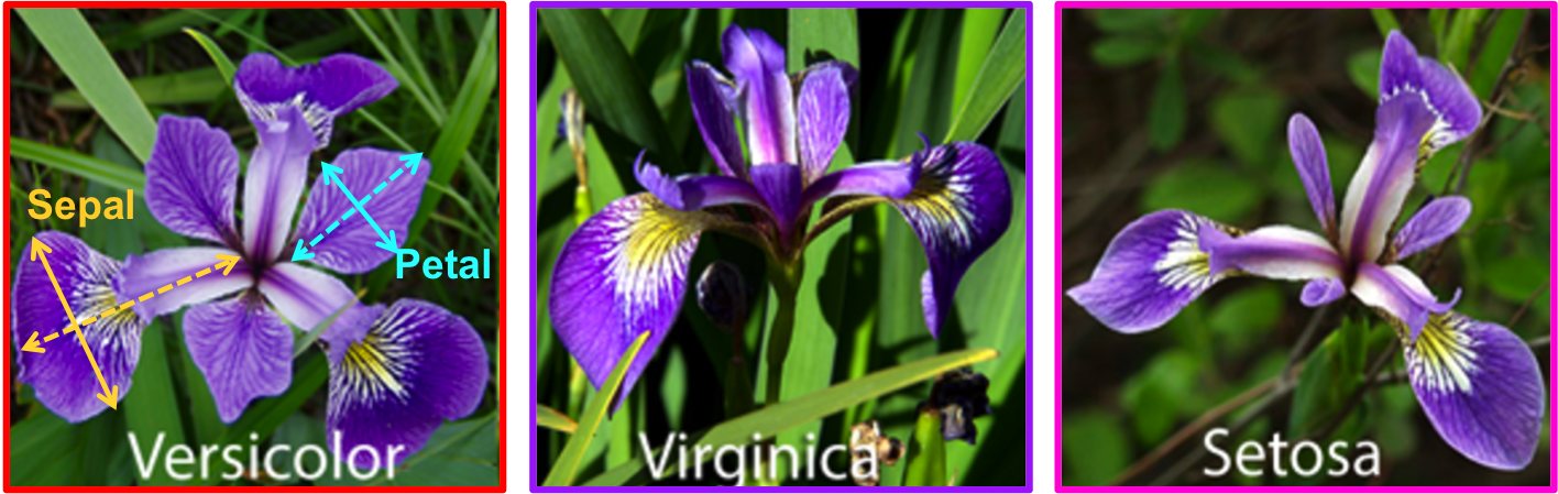 Iris - Iris Sepal And Petal (1416x449), Png Download