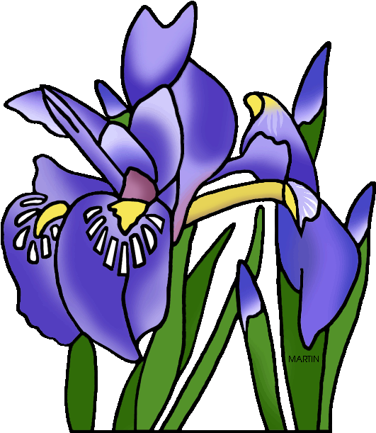 Tennessee State Flower - Phillip Martin Clipart Flower (575x648), Png Download