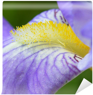 Bearded Iris (400x400), Png Download