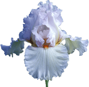 Best Picture Of Purple Iris Flower Iris Purple Bouquet - White Iris Flower Png (400x400), Png Download
