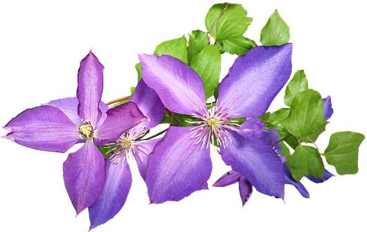 Leather Flower (539x340), Png Download