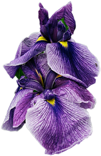 Iris-sm - Maine (325x378), Png Download