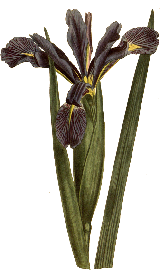 Download At - Botany (1200x1200), Png Download