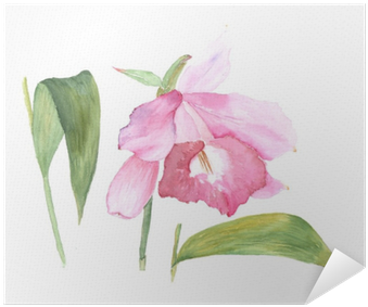 Botanical Watercolor Illustration Sketch Of Pink Cattleya - Cattleya Watercolors (400x400), Png Download