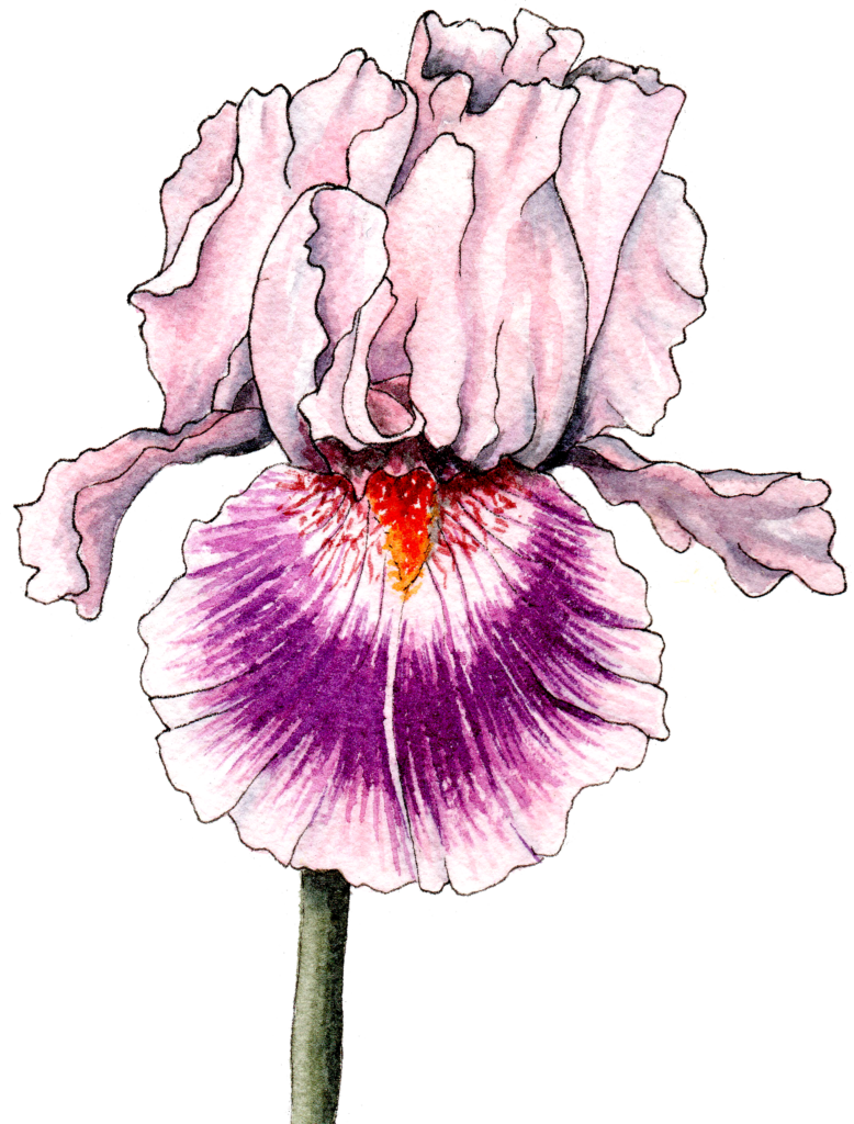 Rhizomes Available In August - Iris (778x1024), Png Download