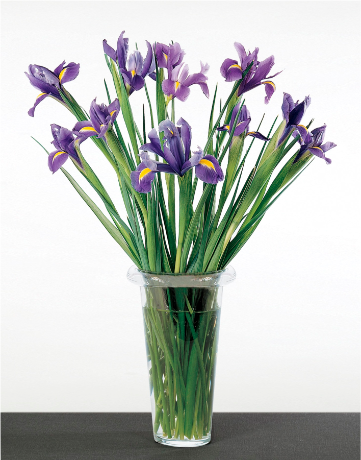 Blue Iris Loosely Arranged - Blue (900x900), Png Download
