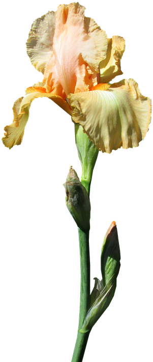 Iris, Yellow, Stem - Photograph (378x720), Png Download