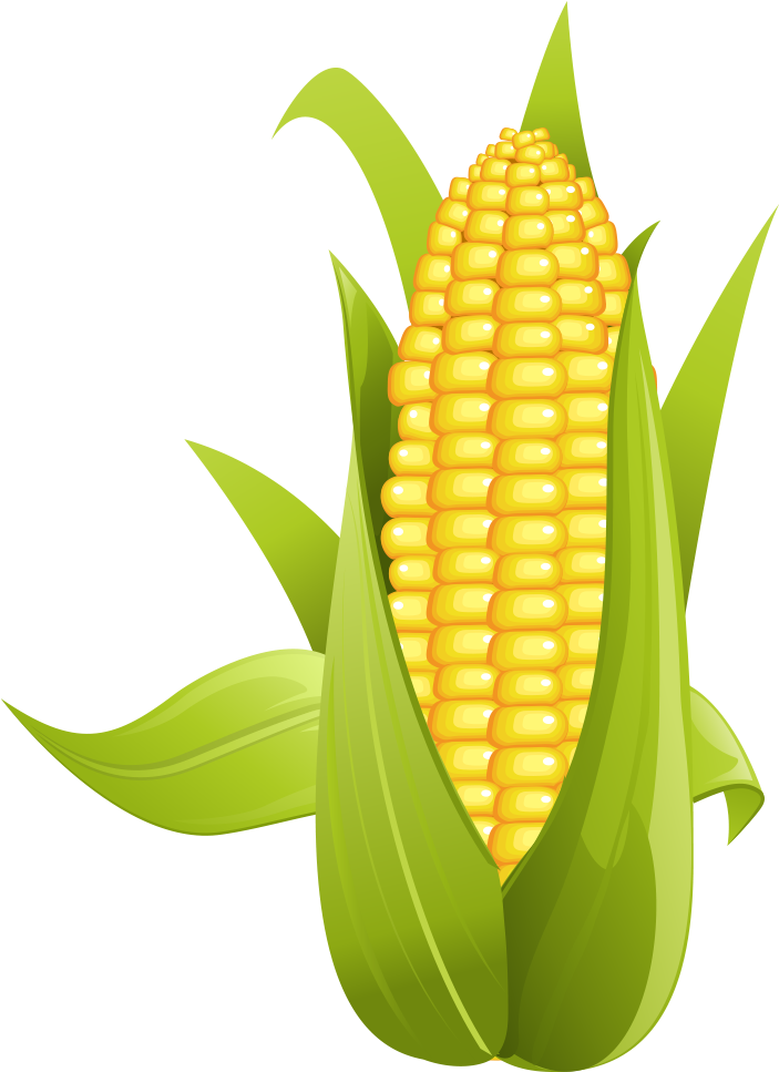 Corn On The Cob Sweet Clip Art - Corn Png (1000x1000), Png Download